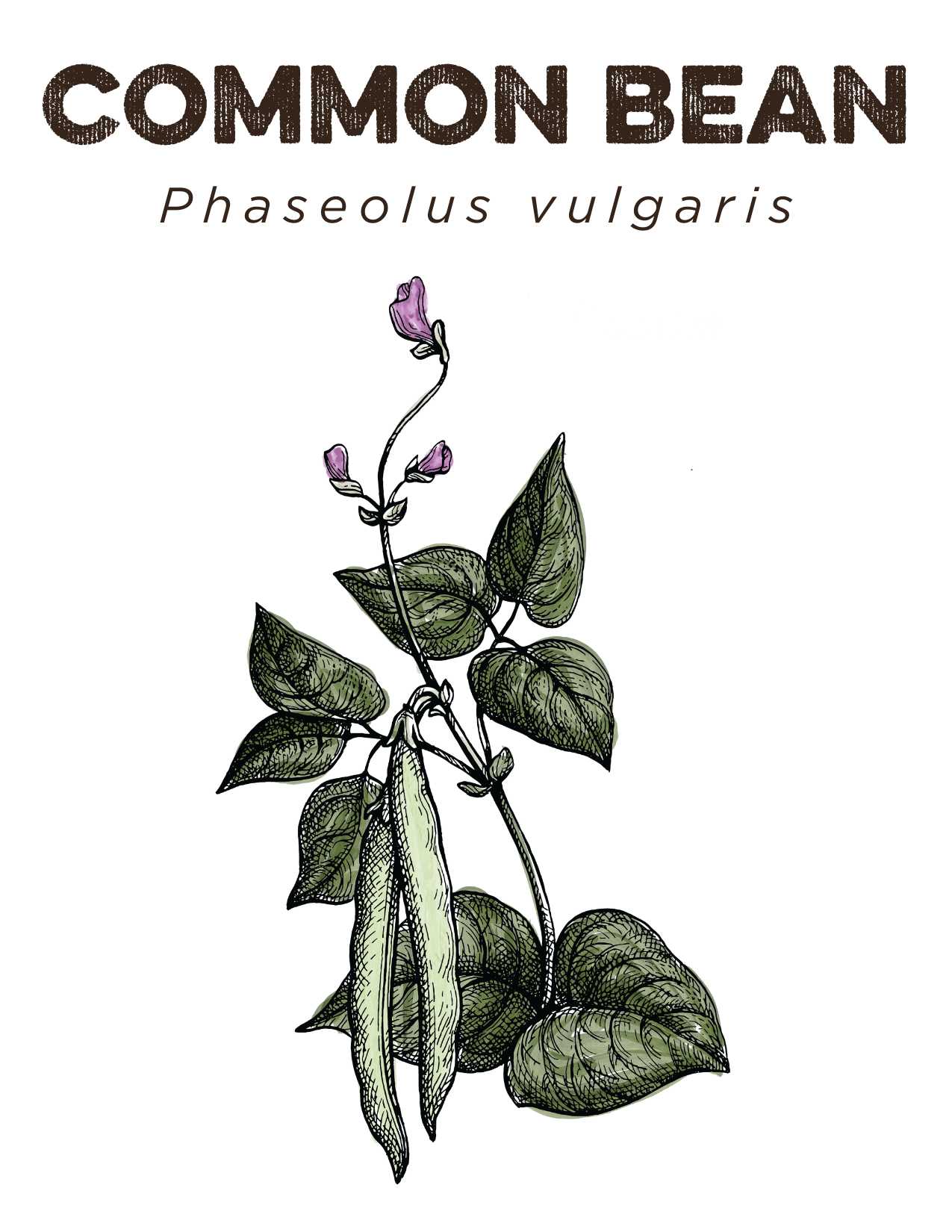 Common Bean