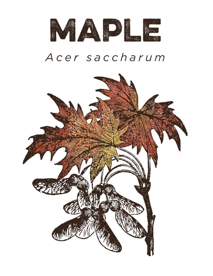 Maple