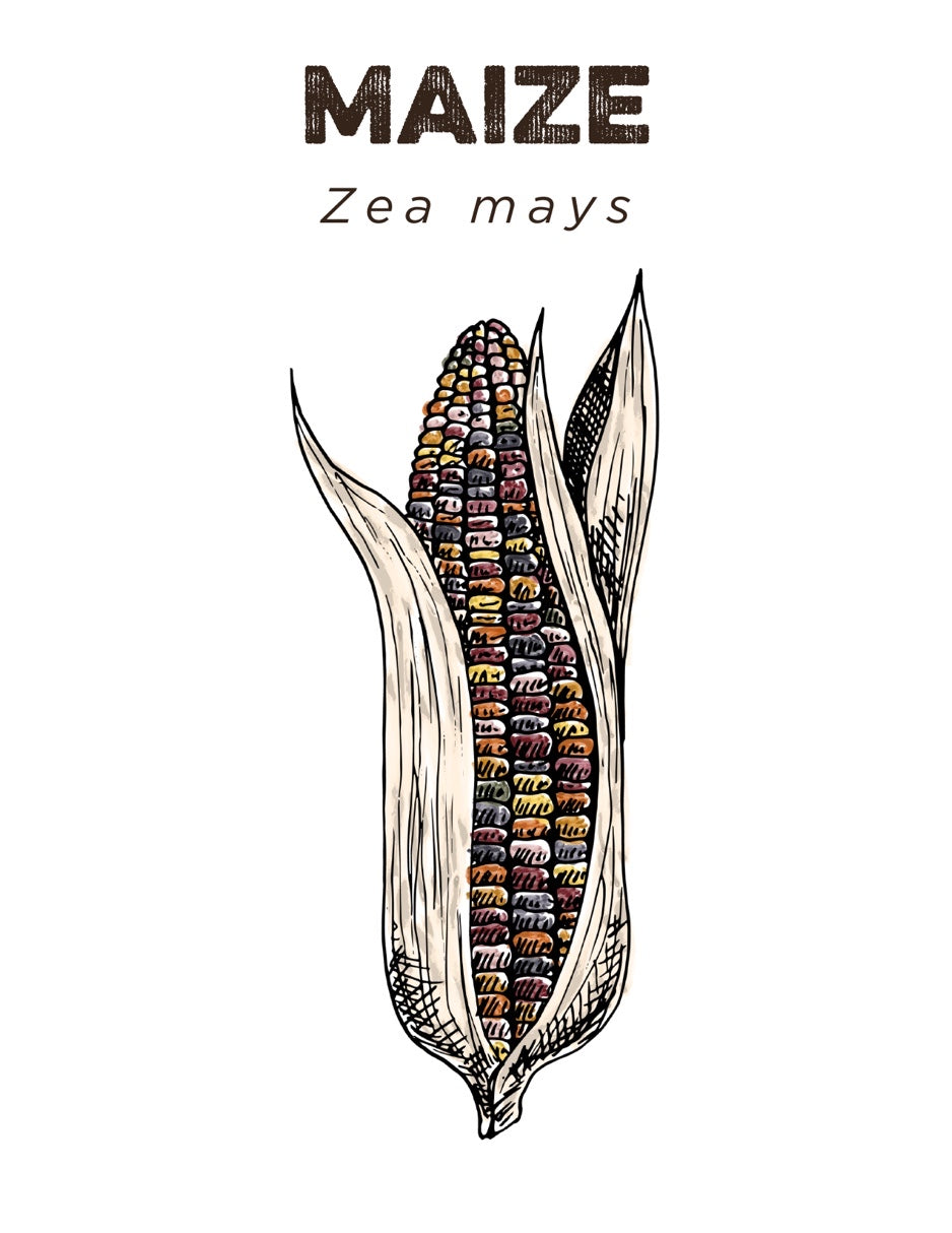 Maize