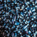 Dried Blue Heirloom Corn, Non-GMO