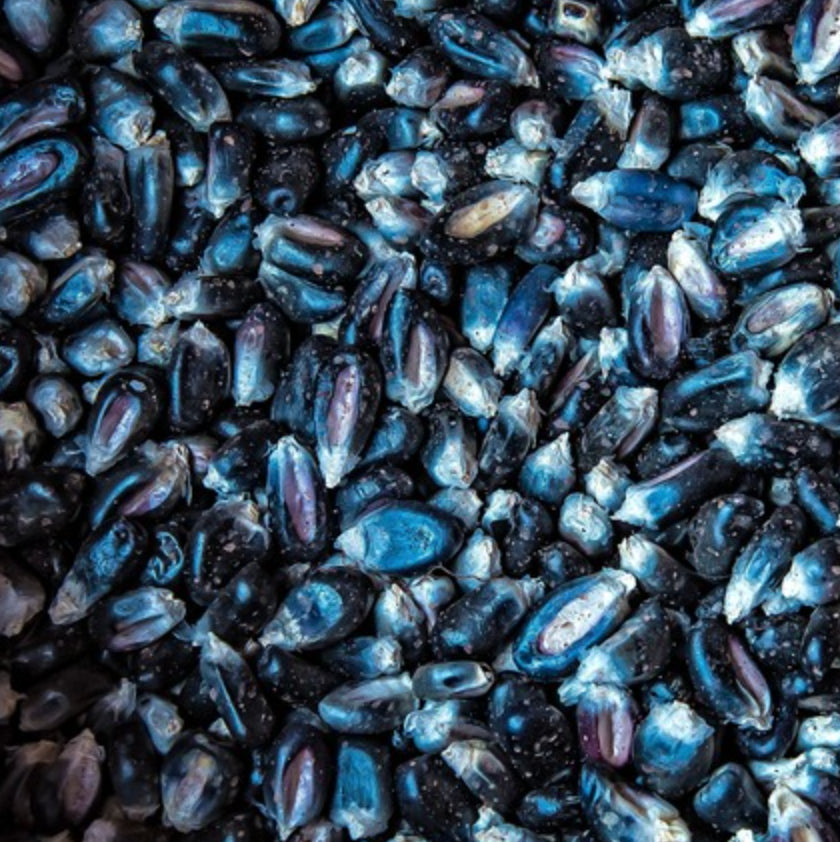 Dried Blue Heirloom Corn, Non-GMO