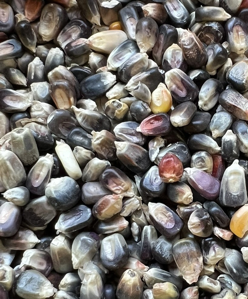 Blue Yowela Farms Dried Heirloom Corn